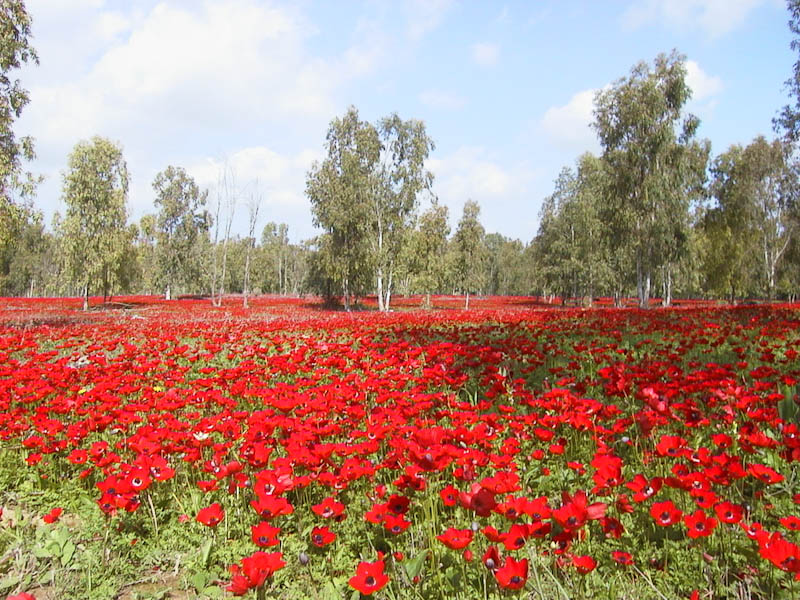 פריחת כלניות